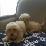 Poodle Maltese mix puppies 10 weeks old (maltipoo)