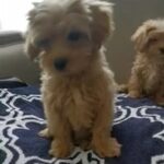 9 week old maltipoo puppies (Maltese/poodle)