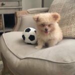 Cutest  Pomapoo female (Pomeranian/poodle)