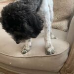 Male poodle 2 years old