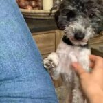 2 year old poodle male miniature