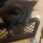 Female Himalayan kitten