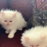 Himalayan kittens