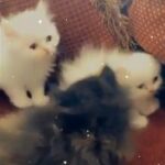 Himalayan kittens