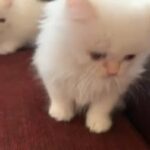 Himalayan kittens