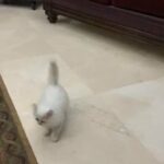 Himalayan female kitten