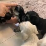 yokie/ maltese