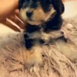 YORKIE FEMALE