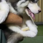 Alaskan malamute female