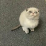 Scottish fold