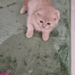 Scottish fold male short hair