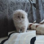 Quality and healthy Scottish fold female