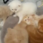 Scottish fold 40 days old litter trained / eating dry foods
