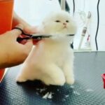 Scottish fold longhair