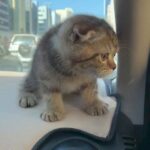 SCOTTISH FOLD GOLDEN TABBY