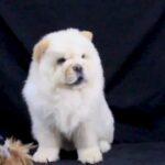 CHOW CHOW PUPPY AVAILABLE| 0563770992