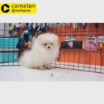 POMERANIANS (female) TEACUP | 0563770992