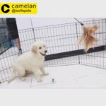 GOLDEN RETRIEVER (male) | 0563770992