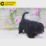 HAVANESE (male) | 0563770992