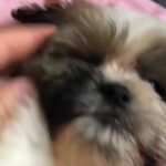 Pure Breed Shihtzu Female