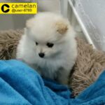 pure breed Pomeranian female puppy