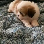 Mini Shihtzu Male ,2months old