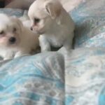 Pure Breed Maltese puppies available