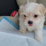 Cute Havanese FEMALE puppy