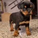 Rottweiler puppy