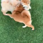 Shiba inu puppy available