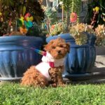 Toy Poodle Female Pup Available