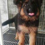 German Shepherd Male Pup Available