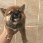 shiba inu available