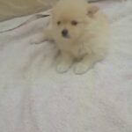 mini pure breed pomeranian