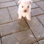 Mini Maltese puppy