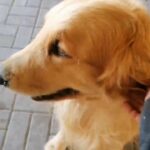 Golden retriever male for mating? Watsup 0559446957