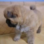 Chowchow 44 days old 0559446957