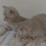 Jumbo Scottish Fold cream kittens
