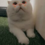 White Scottish Fold JUMBO for [MATING]