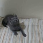 Pure British shorthair kittens for sale