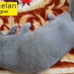 Scottish Fold lilac pregnant