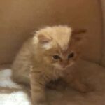 Persian ginger Male kitten available ??☺️