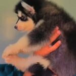 Alaskan malamute jaiant