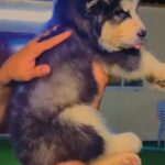 Alaskan malamute male