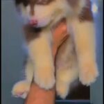 Alaskan malamute jaiant