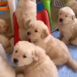 Golden retriever puppys