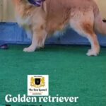 golden retriever king size