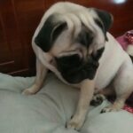 breading female pug for sale