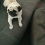 reproductive male pug for Sale