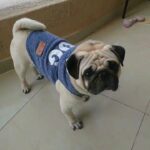 male pug for sale high reproductive